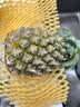 广东徐闻香水菠萝新鲜水果生鲜热带孕妇水果整箱包邮 【限时低价】1个装  净重650g起 实拍图
