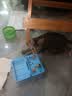 亿迪猫粮幼猫1-4月12月全价奶糕蓝猫英短小猫专用哺乳离乳期3斤 实拍图
