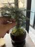 幼薇文竹盆栽植物室内绿化四季迷你办公室绿植摆件桌面好养创意小盆景 文竹+紫砂圆盆+圆形底盘 带盆栽好 实拍图