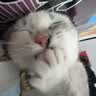 麦富迪猫粮 barf霸弗天然猫粮冻干幼猫粮高蛋白温和养护肠胃鲜鸡肉1.8kg 实拍图