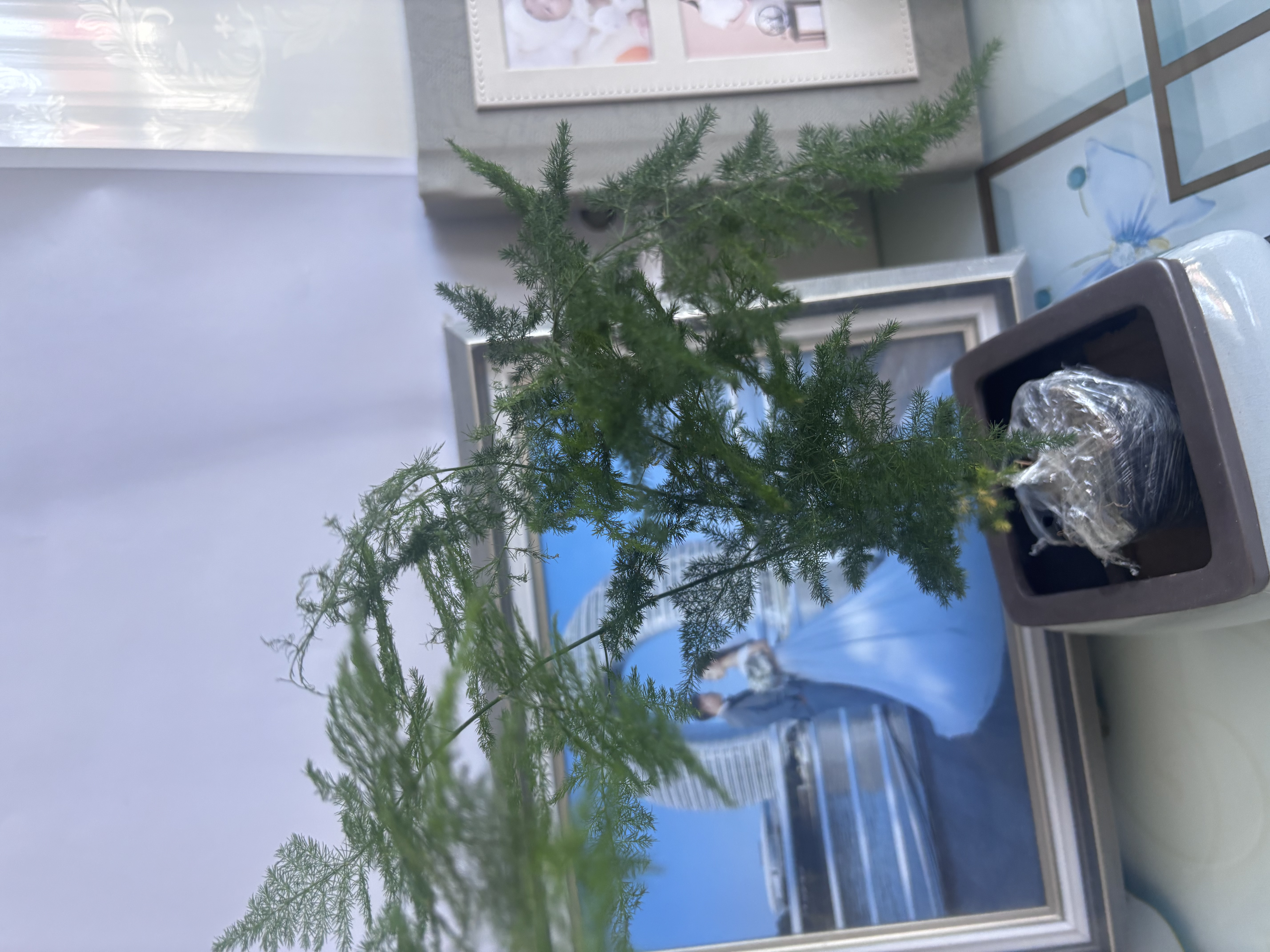 文竹盆栽绿植花卉盆景植物室内客厅水培文松云竹文竹大苗四季常青 小文竹【1颗】原盆原土球发货 高度15-25cm 实拍图