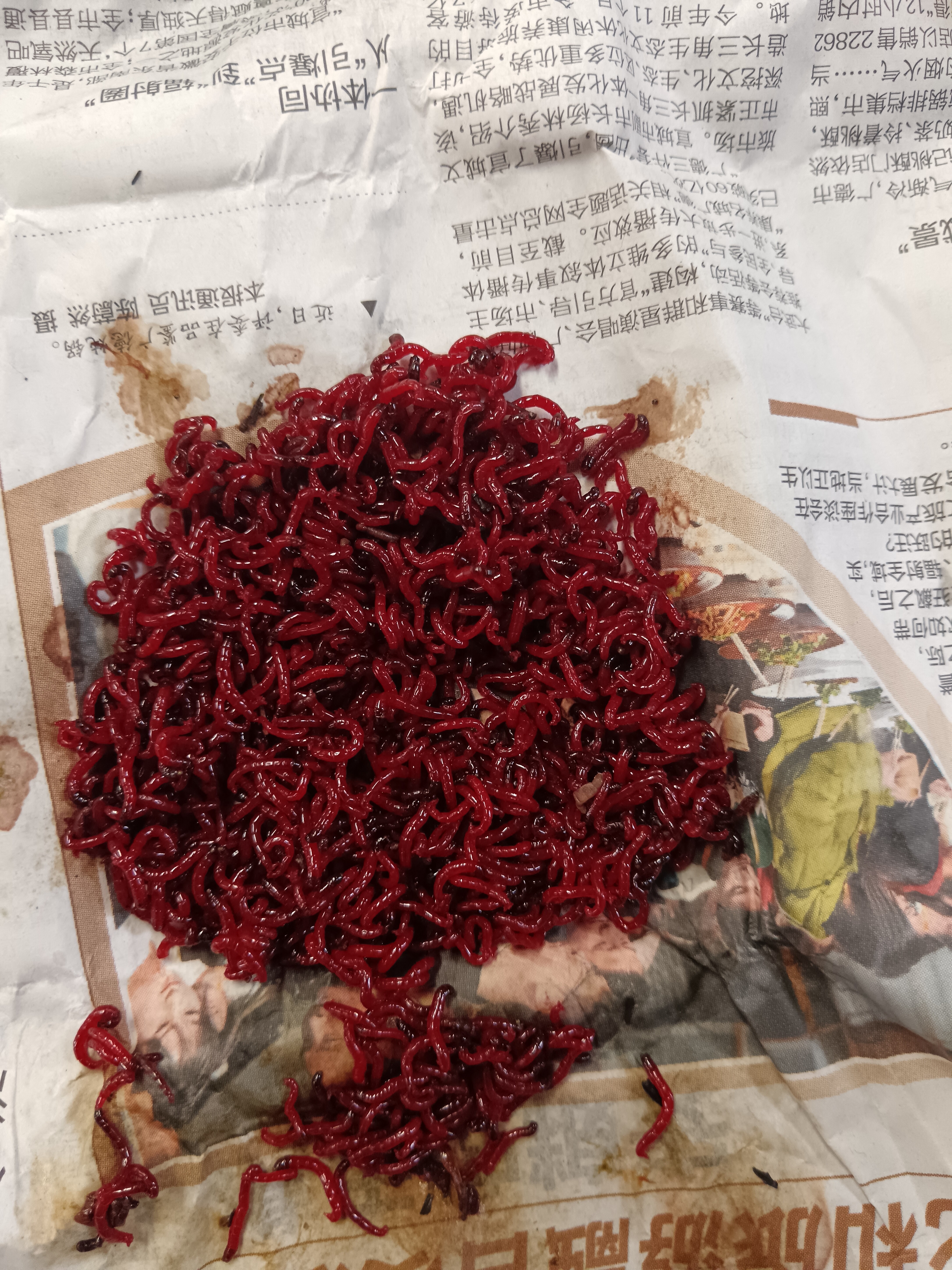 梦达鲜活红虫特大号公虫活体活饵喂鱼饵拉饵鲫鱼野钓饵料蚯钓鱼蚓 【中通】特大红虫30克(无赠品) 实拍图