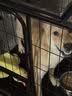 腆宠狗笼狗窝狗笼子大型犬中小型犬带厕所猫笼家用室内宠物笼子狗围栏 实拍图