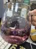 方家铺子黑枸杞220g青海柴达木免洗大果黑枸杞子花青素养生茶 实拍图