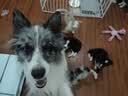 LEGENDSANDY蓝氏狗粮真鲜乳鸽中小型犬泰迪比熊生骨肉冻干鲜肉犬粮4.5kg9斤 实拍图