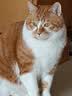 靓贝猫粮 牛肉三文鱼 猫粮 幼猫 成猫 通用全价猫粮 500g*5 5斤 实拍图