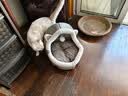 喵仙儿猫窝四季通用狗窝蒙古包猫屋保暖小型犬宠物用品 XL码升级款 实拍图