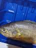 黄小渔宁德黄鱼鲞400g/3条 三去大黄鱼黄花鱼生鲜 海鲜水产烤鱼烧烤食材 实拍图