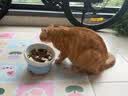 憨憨宠猫零食冻干桶猫咪零食成猫冻干鸡胸肉鱼鸭肉猫粮宠物猫狗冻干零食 精装鸡肉冻干桶500g 实拍图