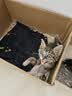 憨憨乐园猫玩具逗猫棒幼小猫猫咪磨牙玩耍耐咬互动自嗨玩具神器宠物用品 实拍图