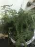 文竹盆栽绿植花卉盆景植物室内客厅水培文松云竹文竹大苗四季常青 小文竹【3棵性价比高】原土球发货 高度15-25cm 实拍图