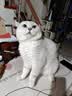 冠能猫粮成猫猫粮鸡肉味2.5kg 雀巢全价猫粮 稳固免疫 实拍图