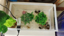 喜莱卡 乌龟缸饲养箱乌龟别墅生态龟缸养龟的专用缸 小型水族箱亚克力客厅生态水草缸 乌龟缸白色中号带过滤 实拍图