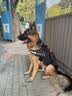 宠德多狗绳狗狗牵引绳遛狗绳胸背带狗链子中大型犬金毛拉布拉多 黑色+编织八股绳 XL（建议56-90斤） 实拍图