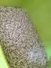 城市理享樱花白茶豆腐膨润土木薯混合猫砂2.5kg*4 除臭低尘瞬吸结团不粘底 实拍图