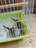 万宠汇 鸟活体虎皮鹦鹉笼养牡丹玄风活鸟学说话手养小太阳鹦鹉宠物鹦鹉 蓝色虎皮+绿色虎皮（一公一母） 实拍图