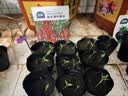 北蔬 西红柿种子种苗盆栽小果大果番茄蔬菜种籽 8种西红柿种子组合 实拍图
