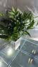京东绿植驱蚊竹柏水培驱蚊植物盆栽办公室桌面花卉水养办公室绿植源头直发 实拍图
