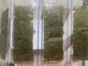 网红鲜海苔片即食烤紫菜儿童女士健康休闲上班族零食寿司独立包装 海苔片12包24片活动专享 实拍图