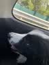 皇家狗粮 成犬狗粮 犬粮 宠物 中型犬 M25 全价犬粮 12月 15KG 实拍图