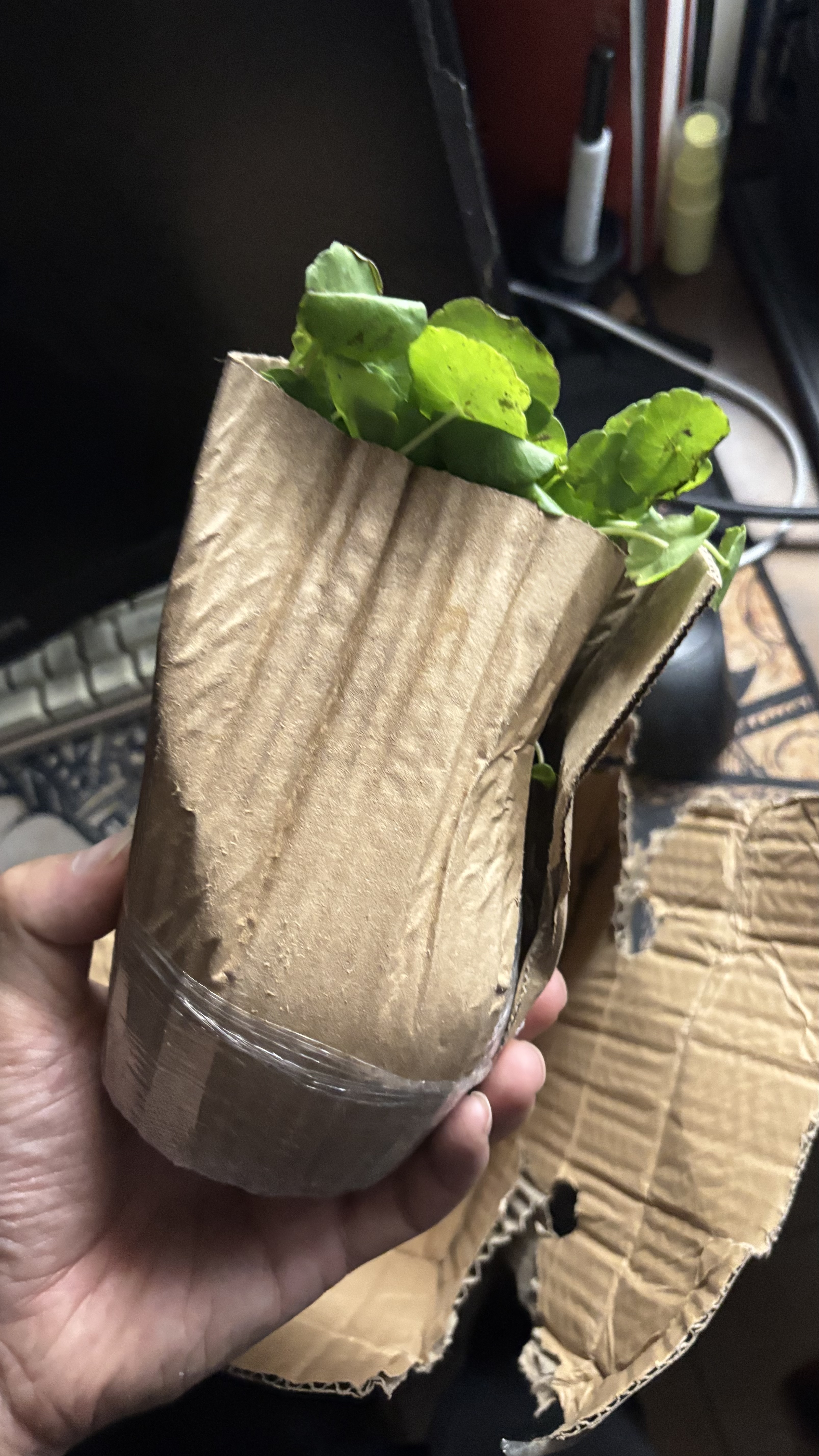 京云梦铜钱草水培盆栽金钱草室内外吸绿植花草2盆原土源头直发 实拍图