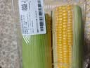 【烧烤季】黄粒甜玉米约850g 实拍图