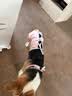 宠号狗狗绝育服母犬四脚衣手术服断奶衣服小中大型犬金毛柯基泰迪比熊 粉色（四季纯棉 绝育仅母犬可用） L 建议20-40斤 实拍图