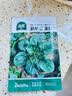 北蔬趴地菠菜种子苗老品种耐寒大叶红根秋冬菜籽 趴地香菠菜种子20g 实拍图