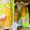 轻语拾光有机白糯玉米4.16斤（260g*8根） 新鲜甜糯杂粮早餐代餐2.08kg 实拍图