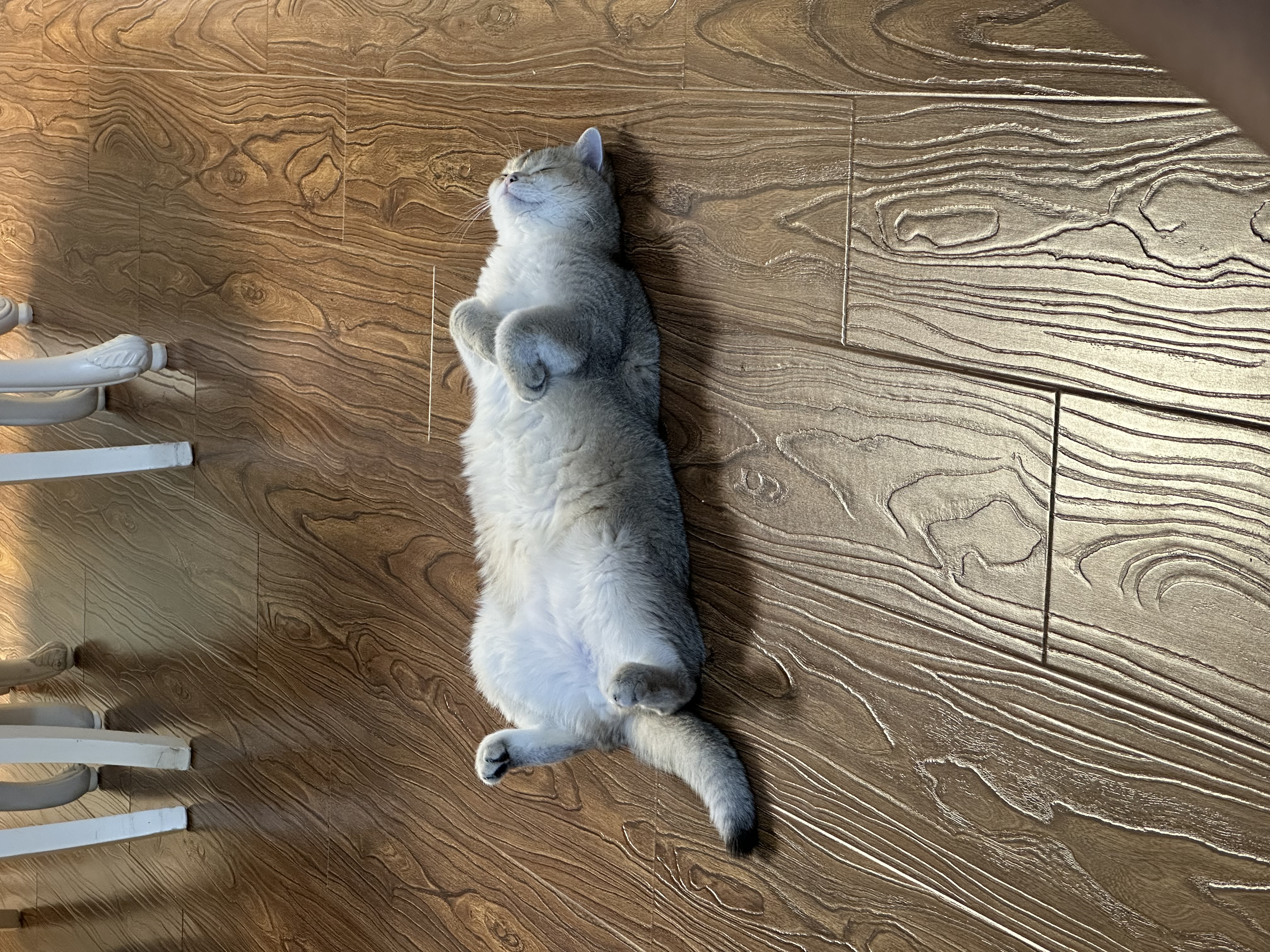 皇家猫粮 英短成猫粮 BS34 通用粮 12月以上 10KG 实拍图