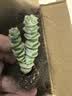 【限时优惠】多肉植物盆栽新手套餐迷你绿植 2头钱串1颗(不带盆和土） 实拍图