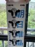 朝日唯品没有乳糖牛乳950ml 无乳糖营养好吸收 自有牧场新鲜牛奶 实拍图