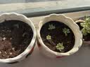 史丹利椰糠砖650g 椰土砖椰砖营养土脱盐花土耶砖种菜通用型 实拍图