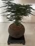 文竹盆栽绿植花卉盆景植物室内客厅水培文松云竹文竹大苗四季常青 文竹+舍得陶瓷盆+塑料圆底托 高度15-25cm 实拍图