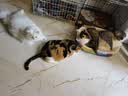 冠能猫粮成猫猫粮鸡肉味2.5kg 雀巢全价猫粮 稳固免疫 实拍图
