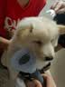茨格曼猫梳子梳毛刷猫咪去浮毛猫毛清理器除毛器针梳狗狗梳子宠物用品 实拍图