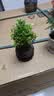 京东绿植小叶赤楠水培植物绿植办公室内水养绿萝花卉盆栽舍得源头直发 实拍图