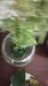 MPPMCK观音竹 水培米竹水培鱼缸玻璃瓶带根苔藓球植物室内禅意盆栽凤尾 水培款30根苔藓球翡翠观音竹40cm 实拍图