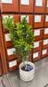 种花迷香水米兰花盆栽花卉绿植室内老桩带花苞四季开花好养驱蚊植物树苗 （花期带花苞）五年米兰【无盆】 含盆 实拍图