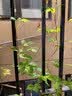 花翁爬山虎树苗爬藤植物四季常青不落叶爬墙虎绿植花卉园盆栽源头直发 实拍图