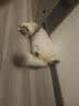 诚实一口K01全价幼猫粮孕猫乳铁蛋白新西兰绵羊奶配方1.5kg 实拍图