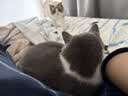 好主人金装好主人猫粮2.0 成猫幼猫蓝猫英短通用全价无谷冻干 【量贩优惠】金装幼猫粮7斤 实拍图