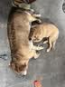 疯狂小狗中大型犬狗粮成幼犬10kg金毛边牧牛肉&青口贝犬粮20斤营养丰富 实拍图
