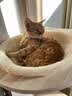 鲜朗低温烘焙猫粮冻干生骨肉天然无谷幼猫成猫全阶段鲜郎换粮试吃试用 冻干主食猫粮兔肉试吃装 实惠装(12g*5包) 实拍图
