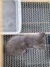 pidan猫砂 天然钠基球型猫砂2.4kg*4包 球型膨润土砂京东自营 实拍图