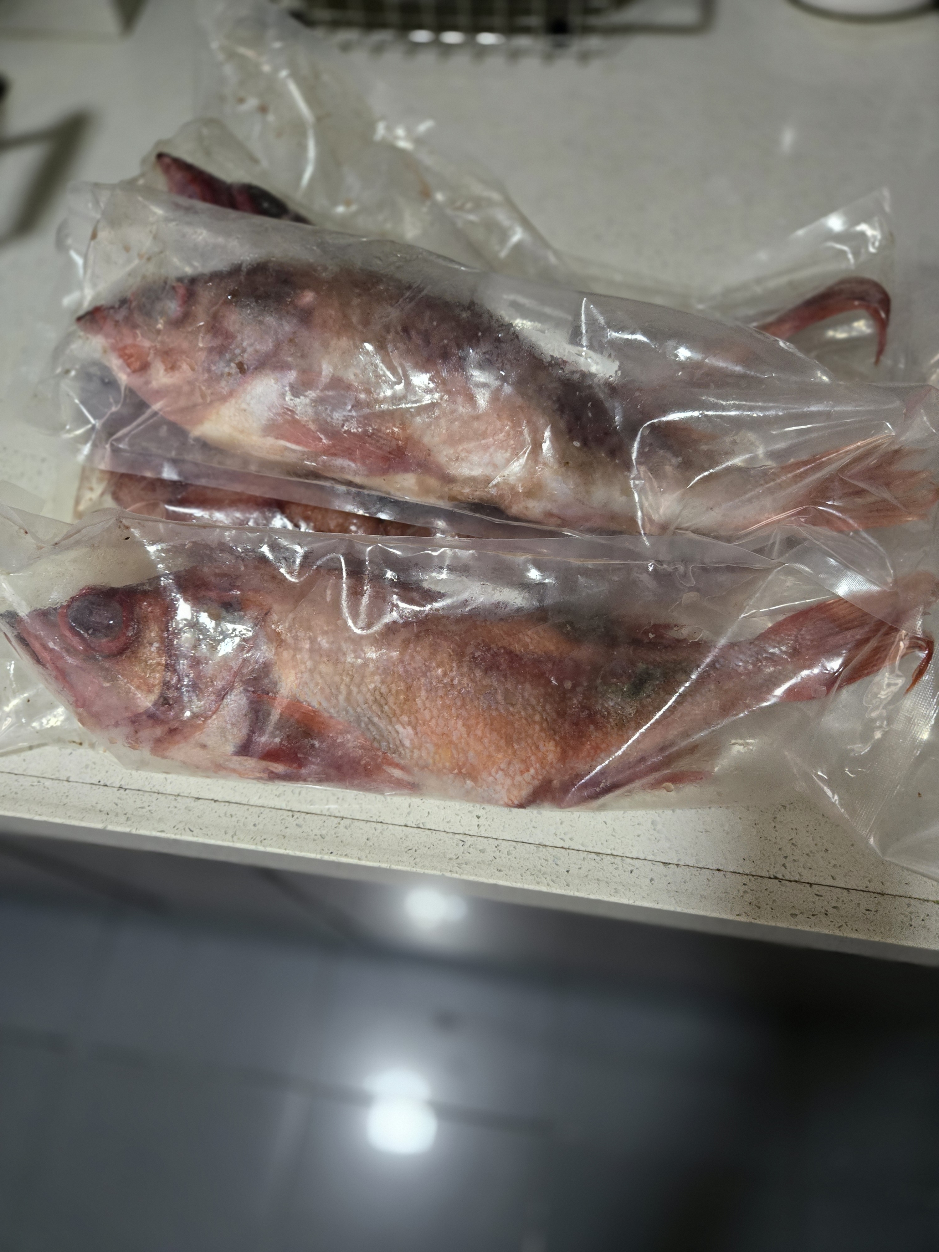 朵芙 海参斑鱼 多规格 红鱼净重 红石斑鱼大眼鱼富贵鱼深海鱼生鲜鱼类 特大红鱼4-4.2斤（共2条） 实拍图