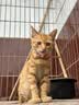 凯锐思猫粮银爪P28高蛋白全价猫粮亲和肠胃鲜肉冻干双拼成猫粮 【肠道养护】经典鱼肉味 20斤（送20支猫条） 实拍图