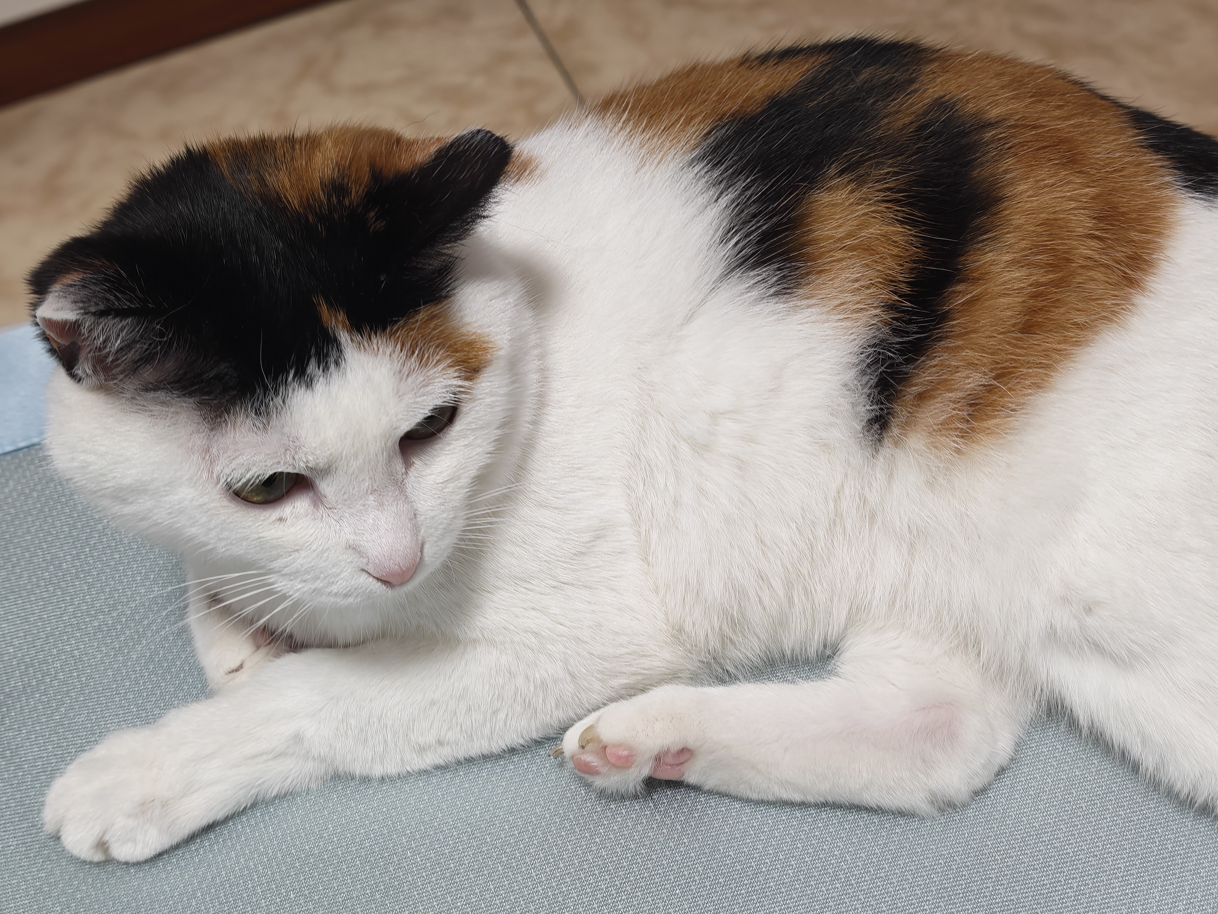 pidan猫砂 天然钠基球型猫砂2.4kg*4包 球型膨润土砂京东自营 实拍图