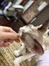 多特思(DOTUS) 猫零食猫条随机口味15g*8支成猫幼猫咪零食湿粮 实拍图