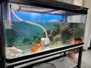 憨憨乐园蛋白棉水族鱼缸专用过滤材料除腥臭去黄水克星污力丸净水神器 实拍图